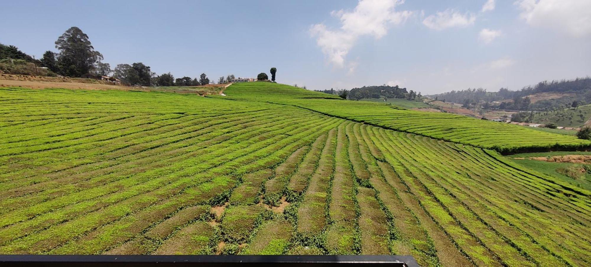 Rose Garden Enclave For Families & Executives Bed and Breakfast Ooty Buitenkant foto